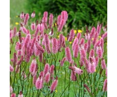 Japanse pimpernel - Sanguisorba officinalis 'Pink Tanna'