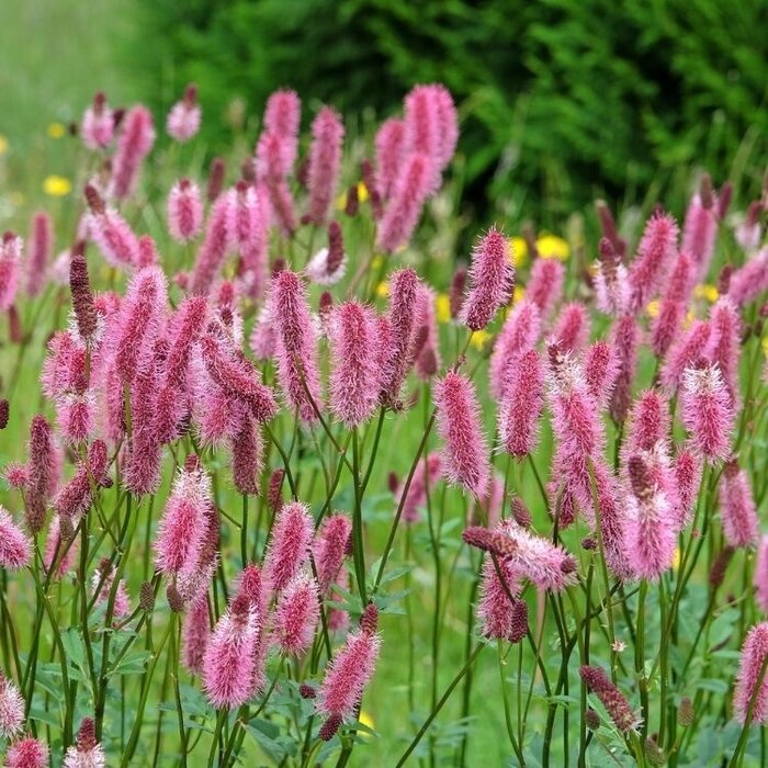 Japanse pimpernel - Sanguisorba officinalis 'Pink Tanna'