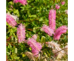 Japanse pimpernel - Sanguisorba obtusa