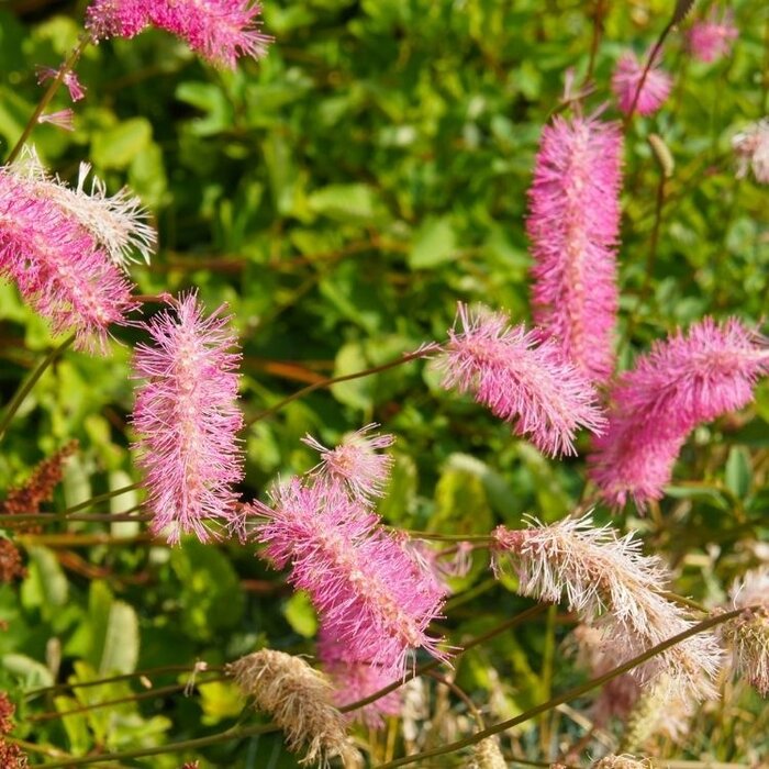Japanse pimpernel - Sanguisorba obtusa