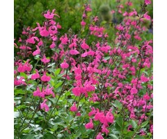 Salie - Salvia 'Wendy Wish'