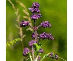 Salie - Salvia verticillata 'Purple Rain'