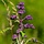 Salie - Salvia verticillata 'Purple Rain'