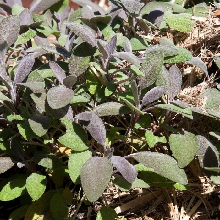 Salie - Salvia officinalis 'Purpurascens'