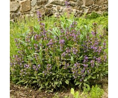 Salie - Salvia officinalis 'Berggarten'