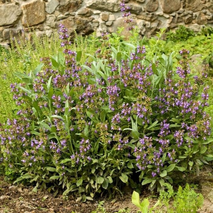 Salie - Salvia officinalis 'Berggarten'