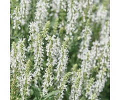 Salie - Salvia nem. 'Sensation Medium White'
