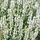 Salie - Salvia nem. 'Sensation Medium White'