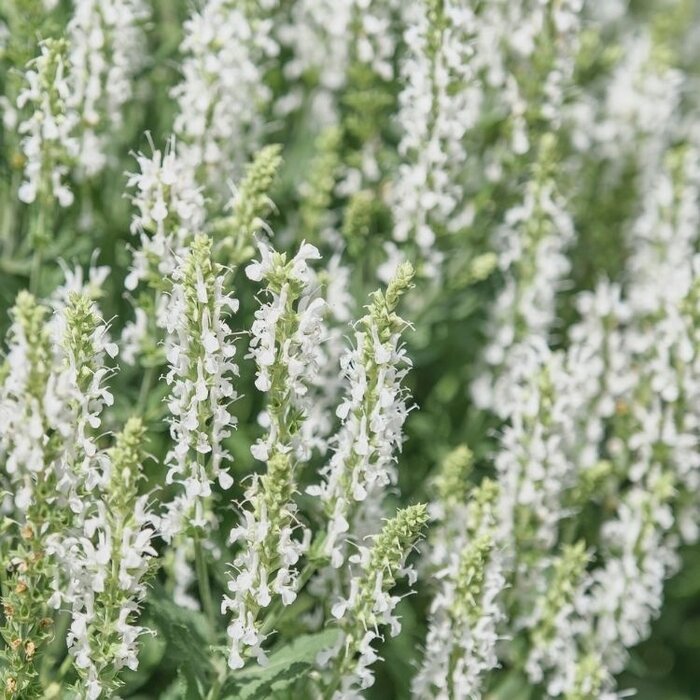 Salie - Salvia nem. 'Sensation Medium White'