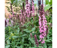 Salie - Salvia nem. 'Sensation Medium Rose'