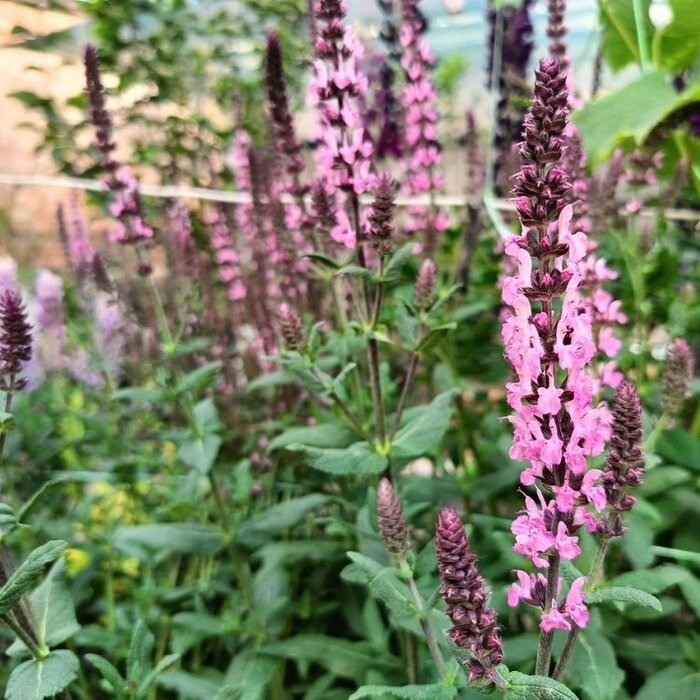Salie - Salvia nem. 'Sensation Medium Rose'