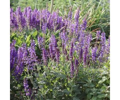 Salie - Salvia nem. 'Sensation Medium Blue'