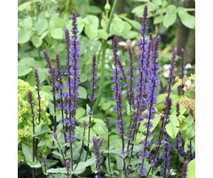 Salie - Salvia nemorosa 'Mainacht'