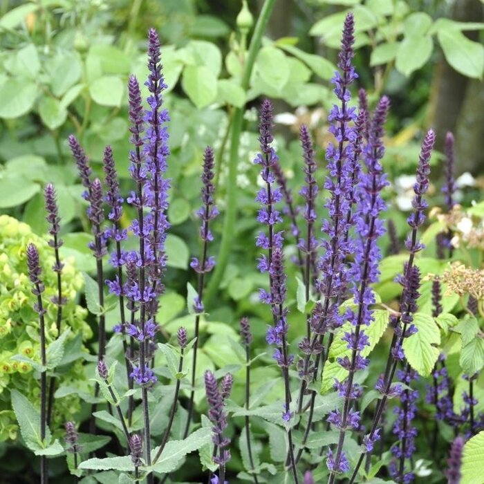 Salie - Salvia nemorosa 'Mainacht'