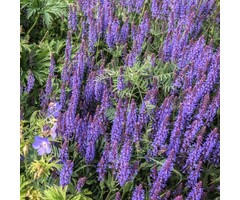 Salie - Salvia nemorosa 'Blauhugel'