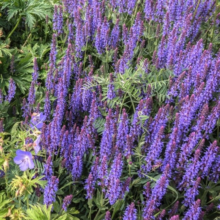 Salie - Salvia nemorosa 'Blauhugel'