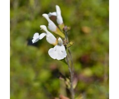Salie - Salvia microphylla 'Gletsjer'
