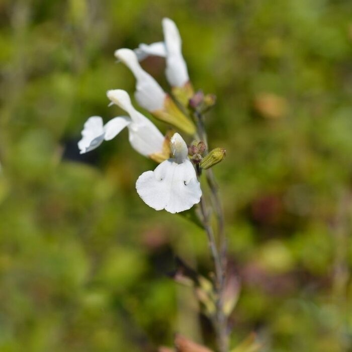 Salie - Salvia microphylla 'Gletsjer'