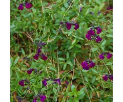 Salie - Salvia jamensis 'Nachtvlinder'