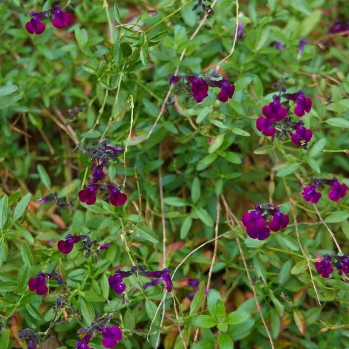 Salie - Salvia jamensis 'Nachtvlinder'
