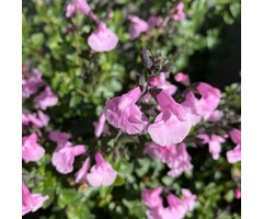 Salie - Salvia greggii 'Soft Pink