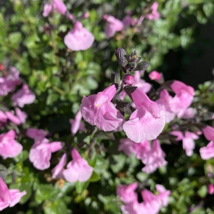 Salie - Salvia greggii 'Soft Pink
