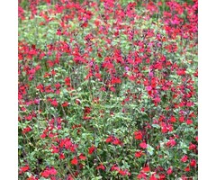 Salie - Salvia greggii 'Royal Bumble'