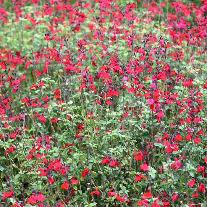 Salie - Salvia greggii 'Royal Bumble'