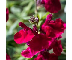 Salie - Salvia greggii 'Cherry Red'