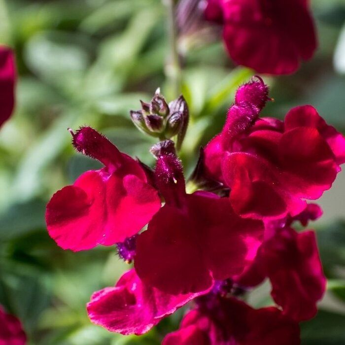 Salie - Salvia greggii 'Cherry Red'