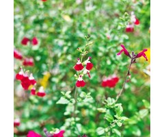 Salie - Salvia greggii 'Cherry Lips'