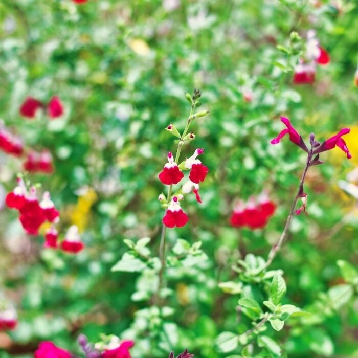 Salie - Salvia greggii 'Cherry Lips'