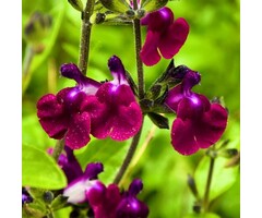 Salie - Salvia greggii 'Amethyst Lips'