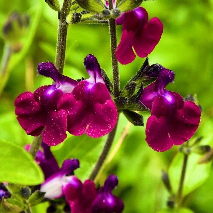 Salie - Salvia greggii 'Amethyst Lips'