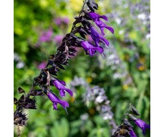 Salie - Salvia 'Amistad'