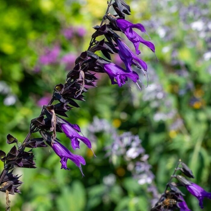 Salie - Salvia 'Amistad'