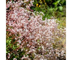 Schildersverdriet - Saxifraga urbium