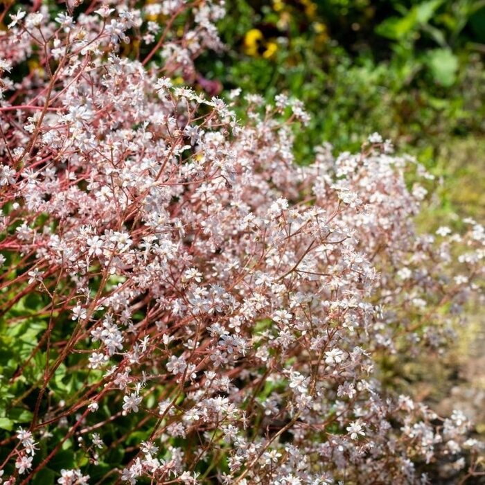 Schildersverdriet - Saxifraga urbium