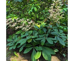 Schout bij Nacht - Rodgersia sambucifolia