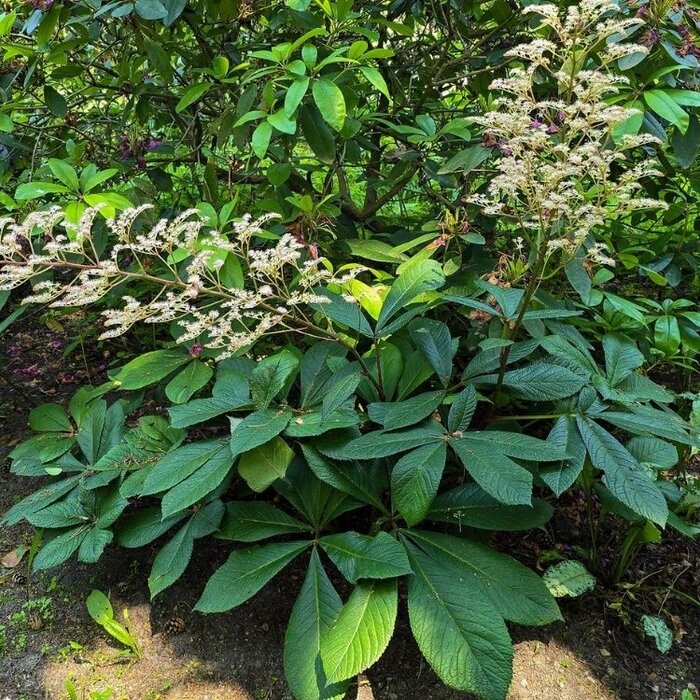 Schout bij Nacht - Rodgersia sambucifolia