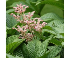 Schout bij Nacht - Rodgersia henrici