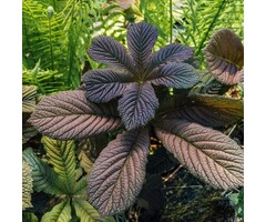 Schout bij Nacht - Rodgersia 'Bronze Peacock'