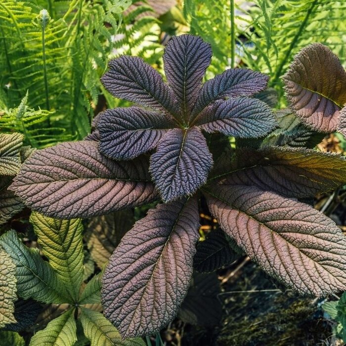 Schout bij Nacht - Rodgersia 'Bronze Peacock'
