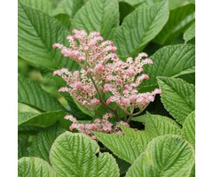Schout bij Nacht - Rodgersia aesculifolia
