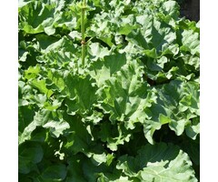 Sierrabarber - Rheum palmatum