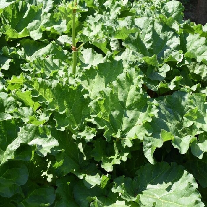 Sierrabarber - Rheum palmatum