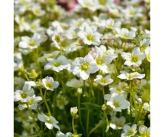Steenbreek - Saxifraga arendsii 'White Pixie'