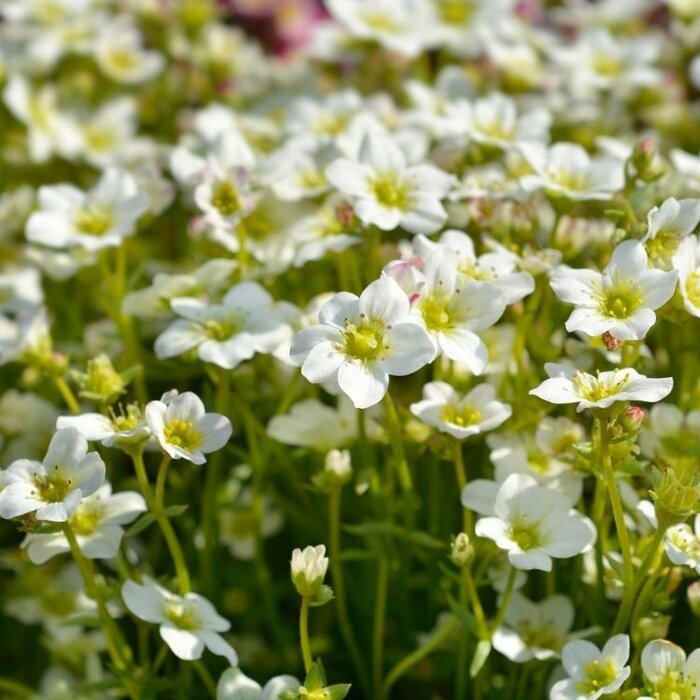 Steenbreek - Saxifraga arendsii 'White Pixie'