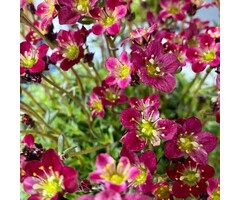 Steenbreek - Saxifraga arendsii 'Triumph'