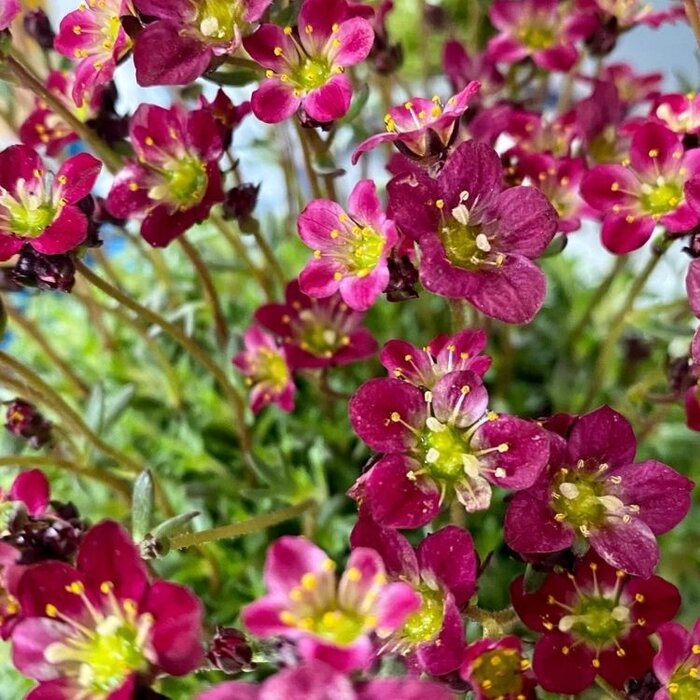 Steenbreek - Saxifraga arendsii 'Triumph'